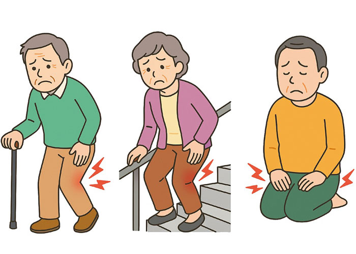 股関節のしくみ